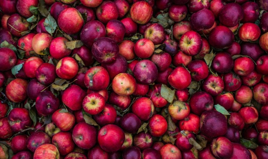 Saison des Pommes : Calendrier, Variétés et Conseils