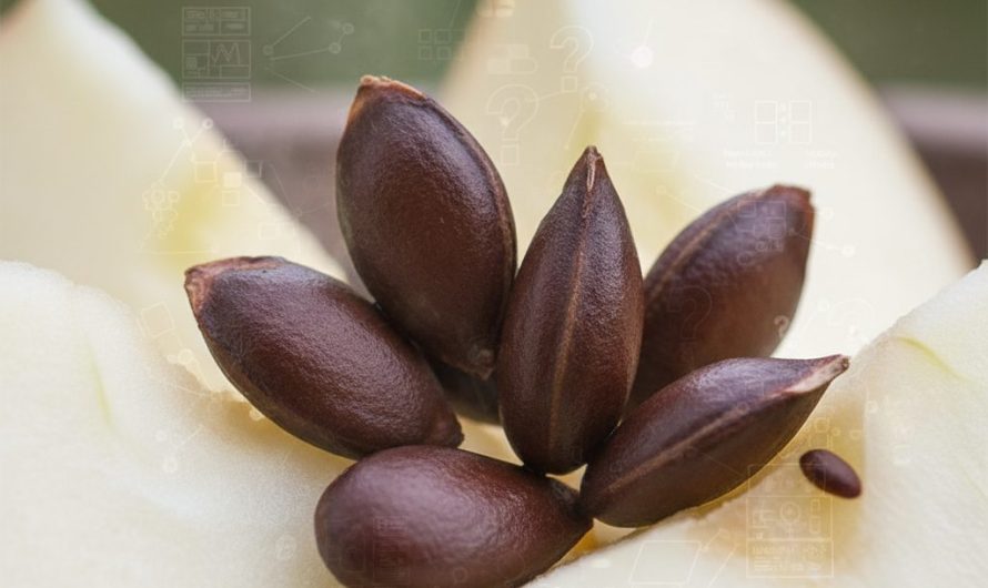 Pépins de pomme toxiques le risque méconnu pour votre santé